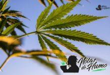 Tropical Cherry strain marihuana: Opiniones y Efectos