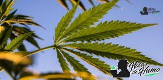 Tropical Cherry strain marihuana: Opiniones y Efectos