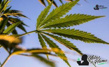 Tropical Cherry strain marihuana: Opiniones y Efectos