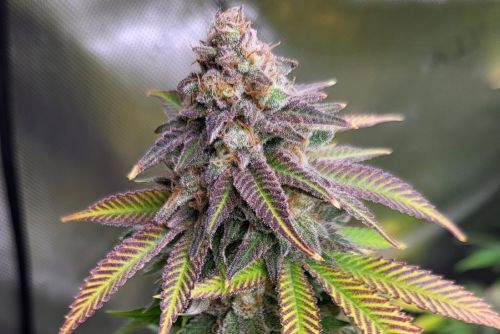 Tropical Cherry strain