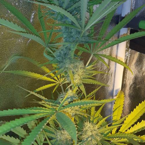 watermelon strain