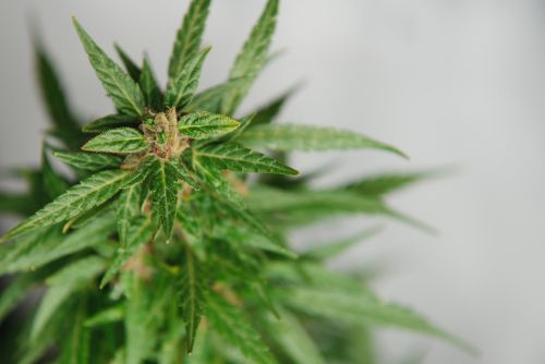 watermelon strain

