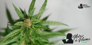 Watermelon strain marihuana: Opiniones y Efectos watermelon strain
