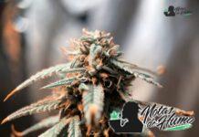 Wedding Cake Strain: Opiniones y Efectos wedding con logo