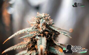 Wedding Cake Strain: Opiniones y Efectos wedding con logo