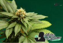 Wedding Crasher strain: Opiniones y Efecto Wedding Crasher strain