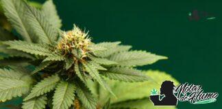 Wedding Crasher strain