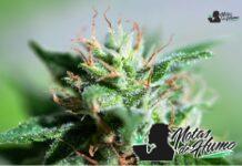 White Rhino strain