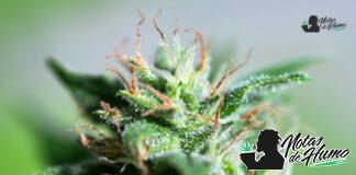 White Rhino strain marihuana: Opiniones y Efectos White Rhino strain