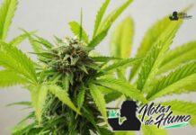 9lb Hammer strain marihuana: Opiniones y Efectos 9lb Hammer strain