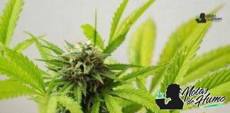 9lb Hammer strain marihuana: Opiniones y Efectos 9lb Hammer strain