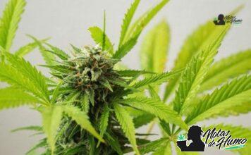 9lb Hammer strain marihuana: Opiniones y Efectos 9lb Hammer strain