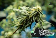 Afghani strain marihuana: Opiniones y Efectos Afghani strain
