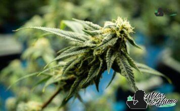 Afghani strain
