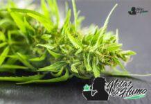 Agent Orange strain