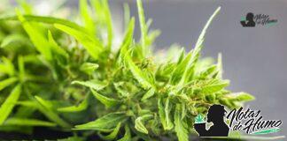 Agent Orange strain marihuana: Opiniones y Efectos Agent Orange strain