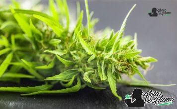 Agent Orange strain marihuana: Opiniones y Efectos Agent Orange strain