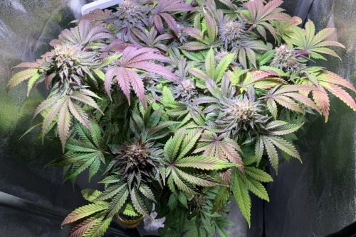 Alien Rock Candy strain