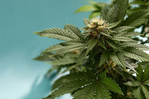 Alien Rock Candy strain