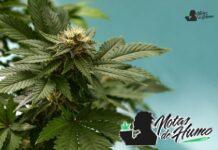 Alien Rock Candy strain marihuana: Opiniones y Efectos Alien Rock Candy strain