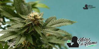 Alien Rock Candy strain marihuana: Opiniones y Efectos Alien Rock Candy strain