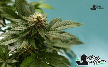 Alien Rock Candy strain marihuana: Opiniones y Efectos Alien Rock Candy strain