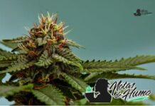 Apple Jack strain