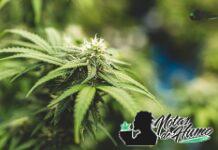 Baby Yoda strain marihuana: Opiniones y Efectos