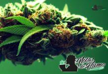 Banana Punch strain marihuana: Opiniones y Efectos Banana Punch strain