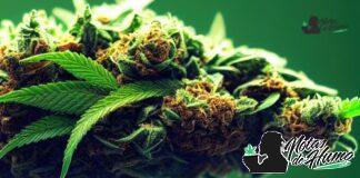 Banana Punch strain marihuana: Opiniones y Efectos Banana Punch strain