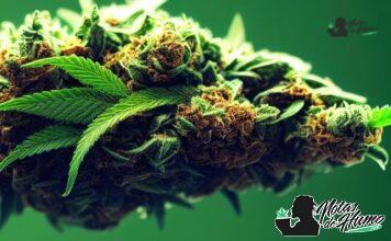 Banana Punch strain