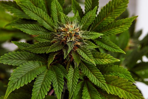 Black Widow strain