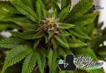 Black Widow strain marihuana: Opiniones y Efectos