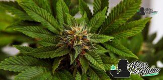 Black Widow strain marihuana: Opiniones y Efectos