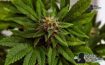Black Widow strain marihuana: Opiniones y Efectos