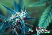 Blockberry strain