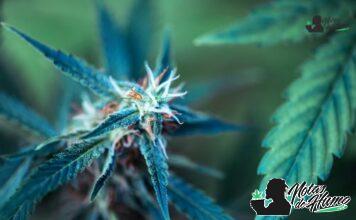 Blockberry strain marihuana: Opiniones y Efectos Blockberry strain