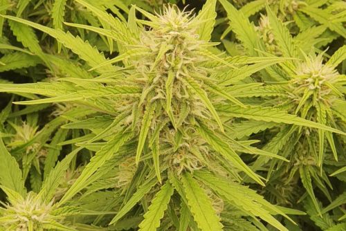 Blue Dream strain