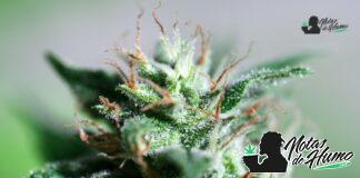 Blue Dream strain marihuana: Opiniones y Efectos