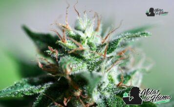 Blue Dream strain marihuana: Opiniones y Efectos