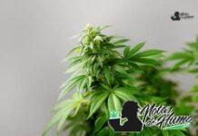 Blue Lobster strain marihuana: Opiniones y Efectos