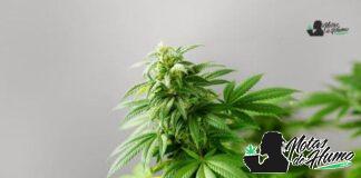 Blue Lobster strain marihuana: Opiniones y Efectos