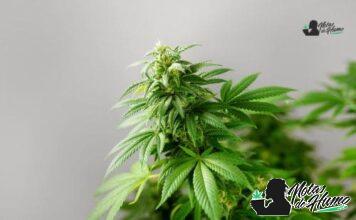 Blue Lobster strain marihuana: Opiniones y Efectos