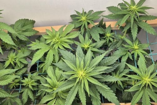 Blue Raspberry strain