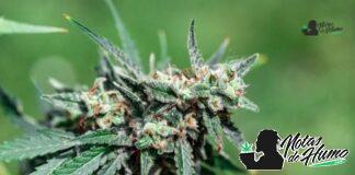 Blue Raspberry strain