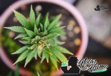 Blueberry Haze strain