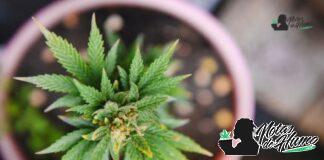 Blueberry Haze strain