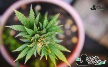 Blueberry Haze strain