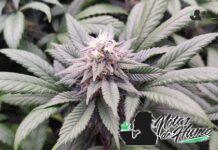 Bubble Bath strain marihuana: Opiniones y Efectos Bubble Bath strain