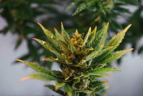 Candy Apple strain